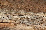 Hyphoderma capitatum image