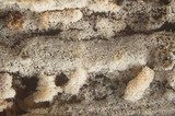 Hyphoderma capitatum image