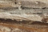 Hyphoderma capitatum image