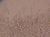 Hyphoderma capitatum image
