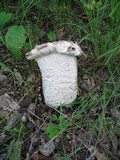 Hypomyces hyalinus image
