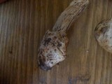 Amanita sect. Vaginatae image