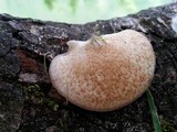 Crepidotus mollis image