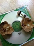 Gymnopus peronatus image