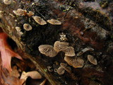 Resupinatus applicatus image