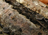 Resupinatus applicatus image