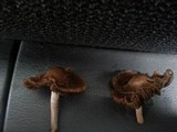 Panaeolus subbalteatus image