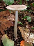 Amanita sect. Vaginatae image