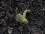 Boletus subtomentosus image