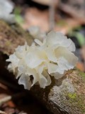 Tremella fuciformis image