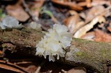 Tremella fuciformis image