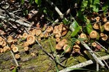 Lentinus crinitus image