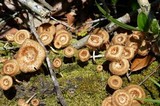 Lentinus crinitus image