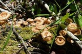 Lentinus crinitus image