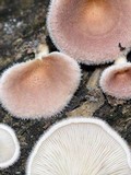 Panus neostrigosus image
