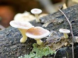 Panus neostrigosus image