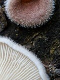 Lentinus strigosus image