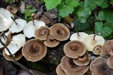 Lentinus bertieri image