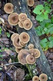 Lentinus bertieri image