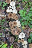 Lentinus bertieri image