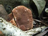 Hapalopilus rutilans image