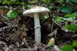 Amanita eliae image