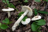 Amanita eliae image