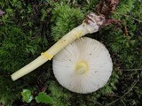 Amanita frostiana image