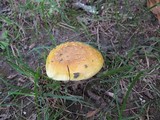 Amanita flavorubens image