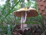 Amanita flavorubens image