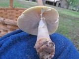 Amanita flavorubens image