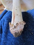 Amanita flavorubens image