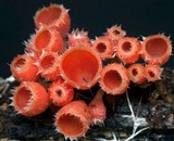 Microstoma floccosum image