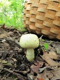 Agaricus auricolor image