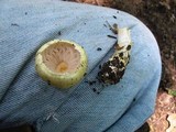 Agaricus auricolor image