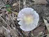 Russula crustosa image