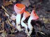 Sarcoscypha occidentalis image