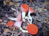 Sarcoscypha occidentalis image