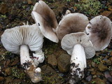 Tricholoma nigrum image