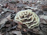 Thelephora vialis image