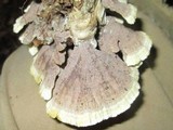 Thelephora vialis image