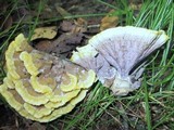 Thelephora vialis image