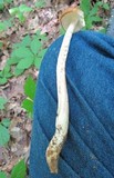 Xerula radicata image