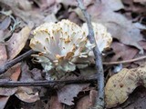 Tremellodendron pallidum image