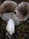 Tricholoma nigrum image