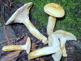 Lactarius volemus var. flavus image