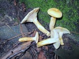Lactarius volemus var. flavus image