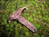 Sarcodon joeides image