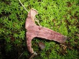 Sarcodon joeides image