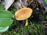 Boletus roxanae image